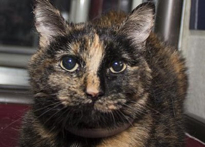 Houston Humane Society | Kahlua
