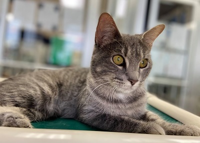 Houston Humane Society | Luna