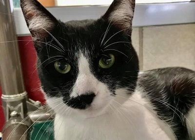 Houston Humane Society | Paco