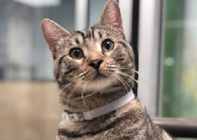 Houston Humane Society | Remi