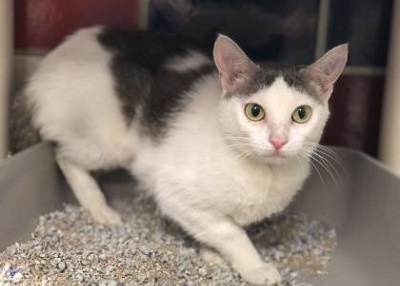 Houston Humane Society | Rose Quartz