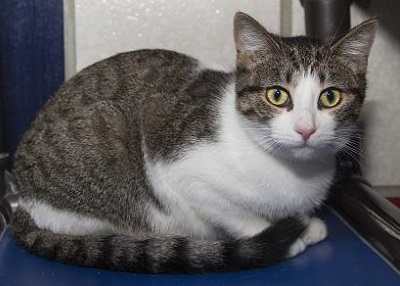 Houston Humane Society | Sassy
