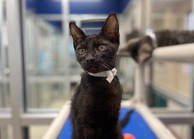 Houston Humane Society | Sushi