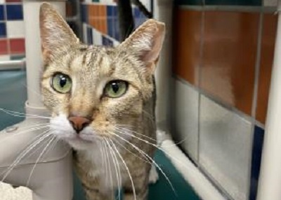 Houston Humane Society | Tita
