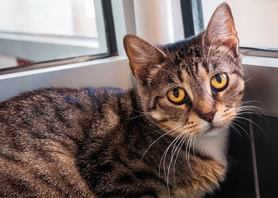 Houston Humane Society | Zelena