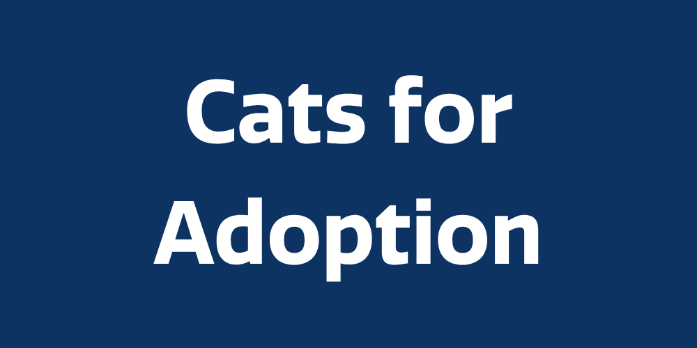 cats-for-adoption