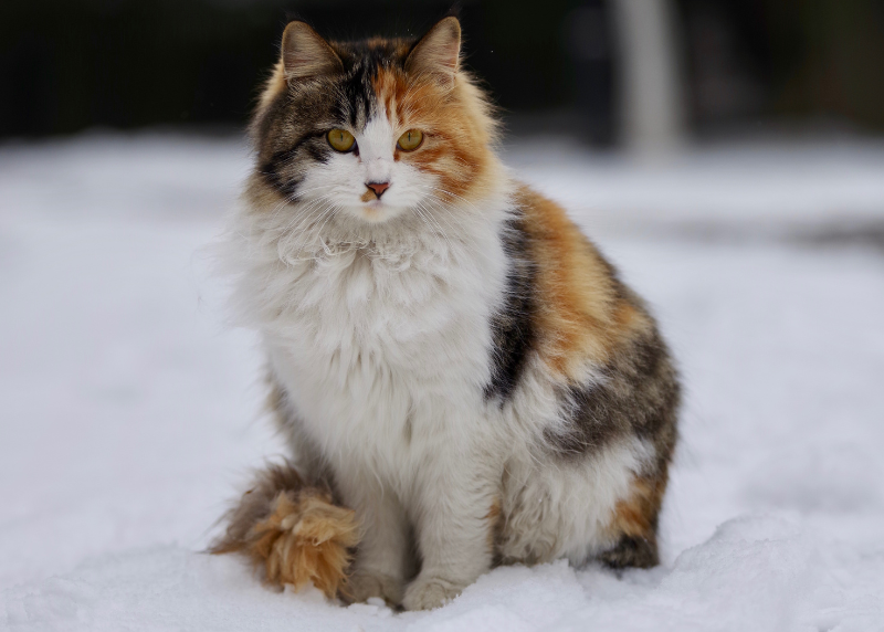 Houston Humane Society | How to Make an Insulated Winter Shelter for Stray and Feral Cats