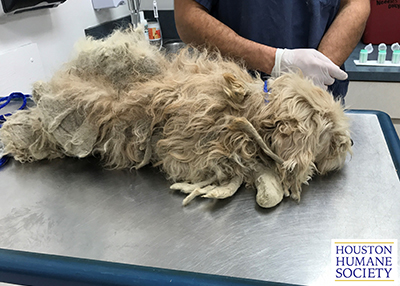 Houston Humane Society | 4 Poodle Seizure