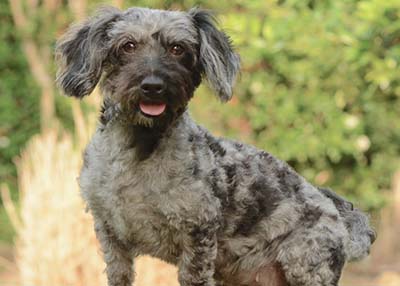 Houston Humane Society | Pearl Rescued by HHS Animal Crimes Unit