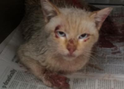 Houston Humane Society | Cat Cruelty 1-25-16