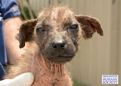 Houston Humane Society | Animal Cruelty Seizure