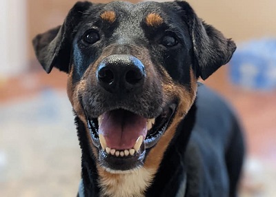 Houston Humane Society | Chaparrin