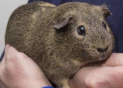 Houston Humane Society | Happy Tail Charlie Bear