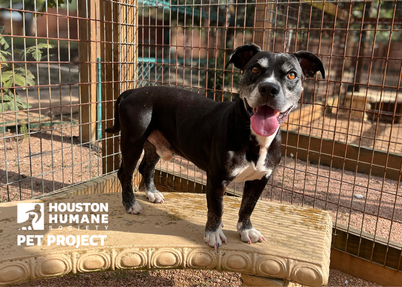 Houston Humane Society | Charlie