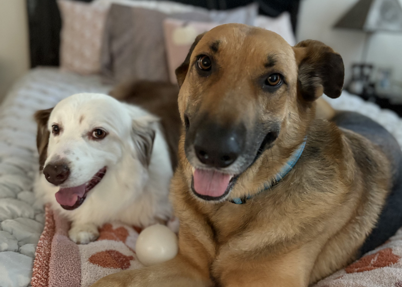 Houston Humane Society | Charlie's Happy Tail