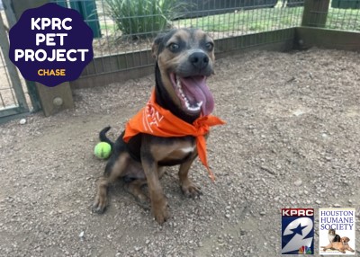 Houston Humane Society | Chase