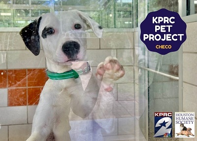 Houston Humane Society | Checo