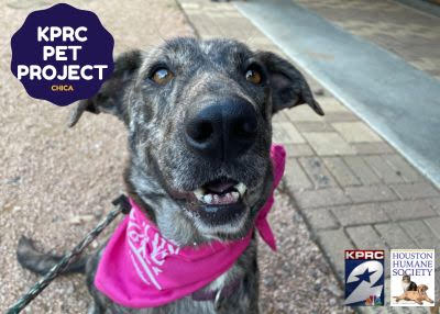 Houston Humane Society | Chica