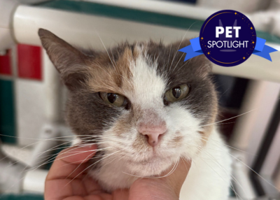 Houston Humane Society | Chicken