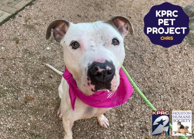 Houston Humane Society | Chris