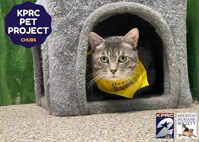 Houston Humane Society | Chubs