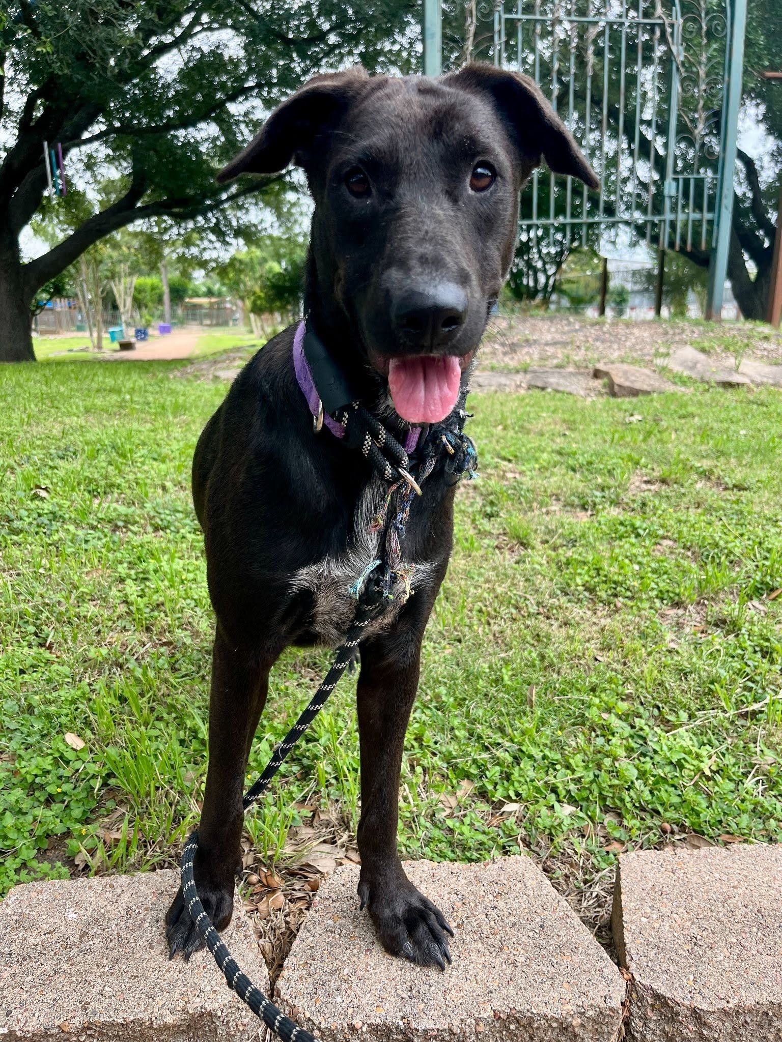 Cinder, a black lab mix with a white and gray marking on her chest, looks at the camera.