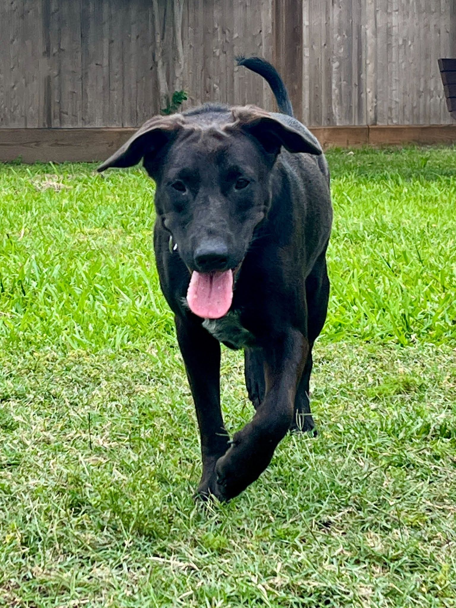 Cinder, a black lab mix with a white and gray marking on her chest, in motion, running towards the camera with her tail happily in the air.