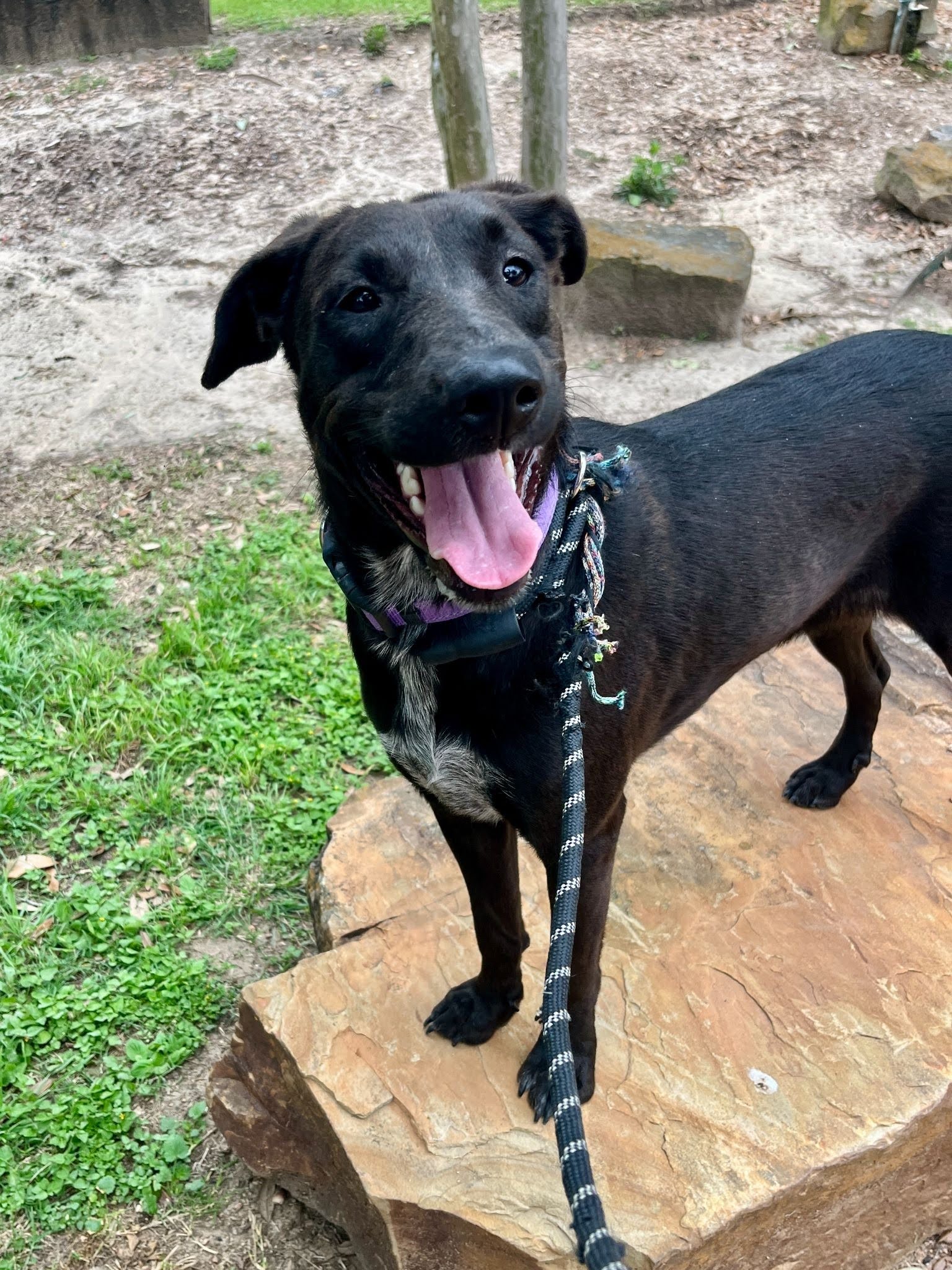 Cinder, a black lab mix with a white and gray marking on her chest, standing on a large rock, looking to the side of the camera with a smile.