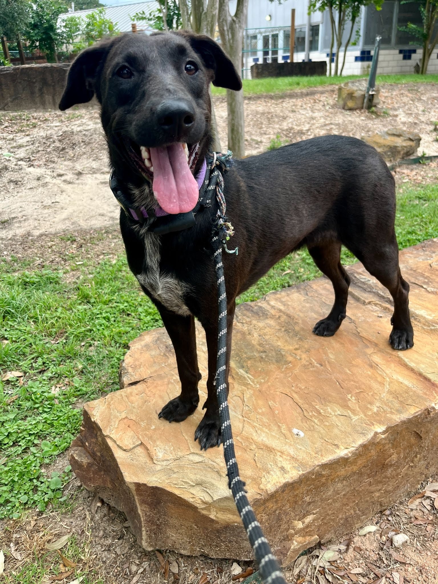 Cinder, a black lab mix with a white and gray marking on her chest, standing on a large rock, looking to the side of the camera. Her tongue is out and she looks happy.