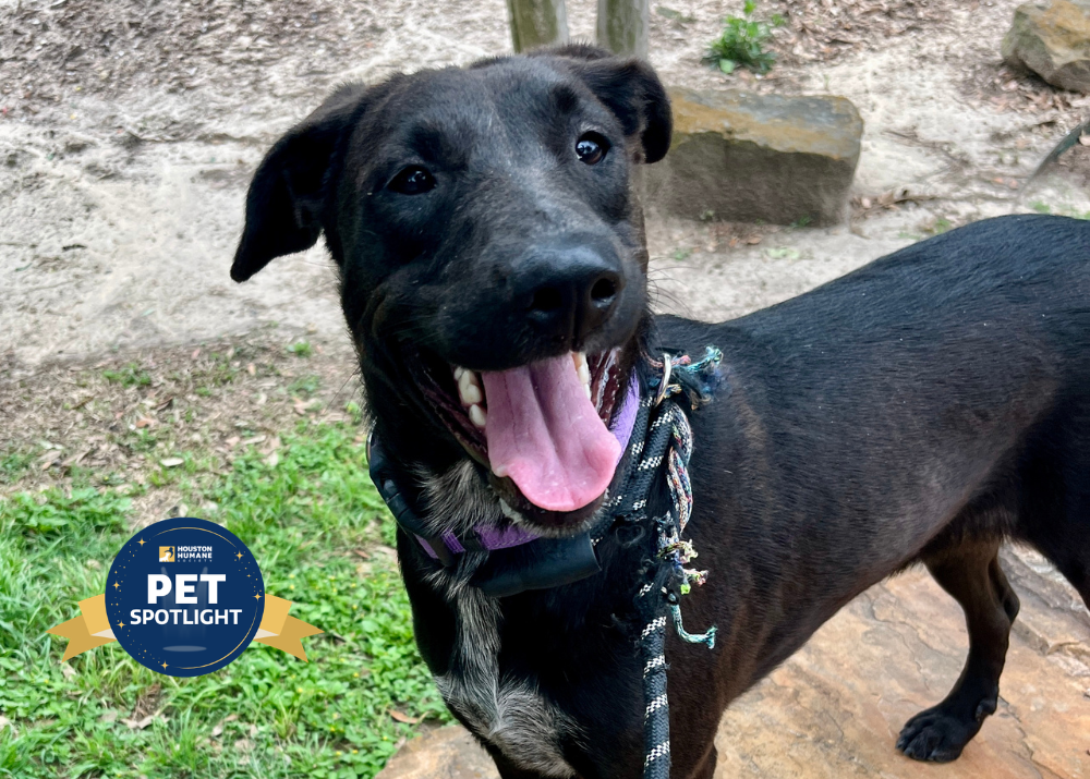 Houston Humane Society | Cinder