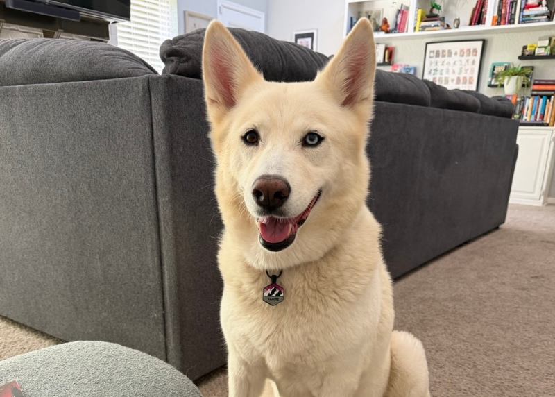 Houston Humane Society | Claire's Happy Tail