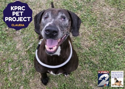 Houston Humane Society | Claudia