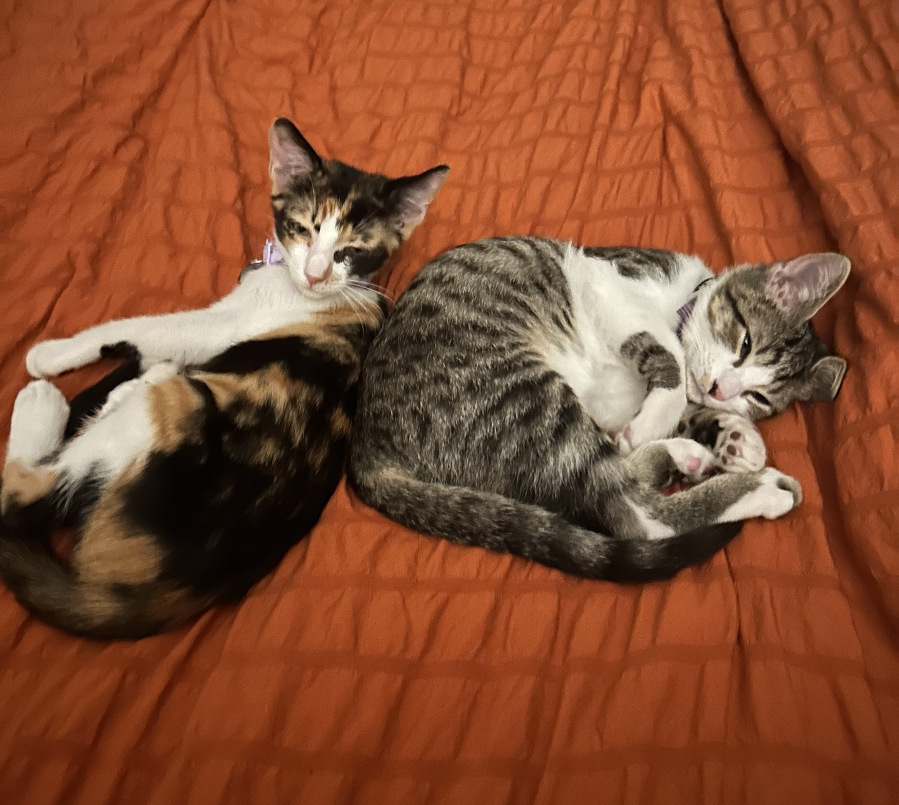 cleo-cat-happy-tail-2