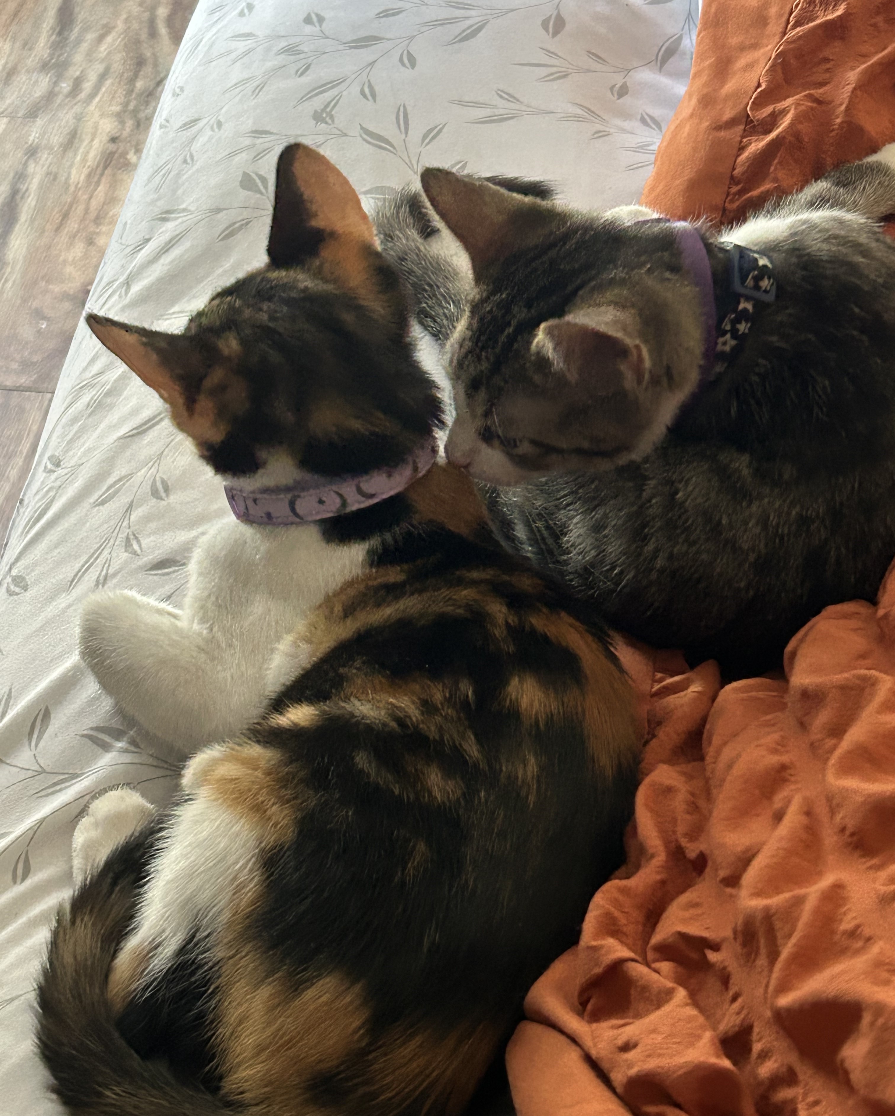 cleo-cat-happy-tail-3