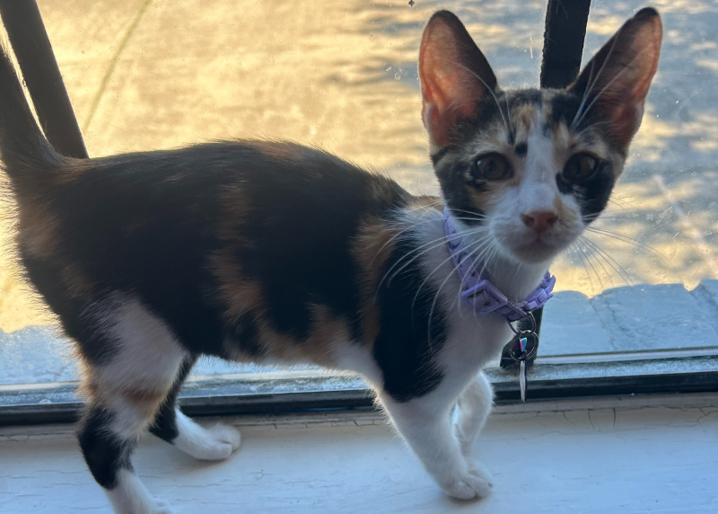 Houston Humane Society | Cleo's Happy Tail