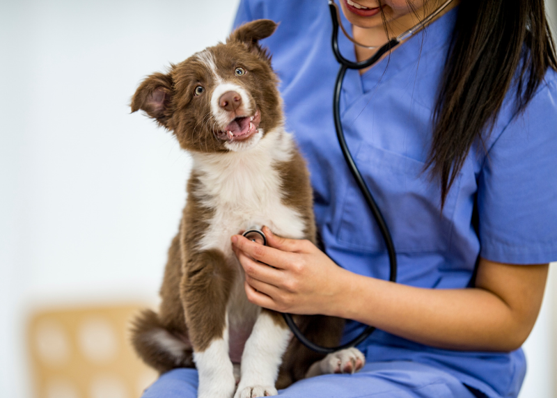 Houston Humane Society | How to Find a Quality & Affordable Pet Care Clinic in Your Community