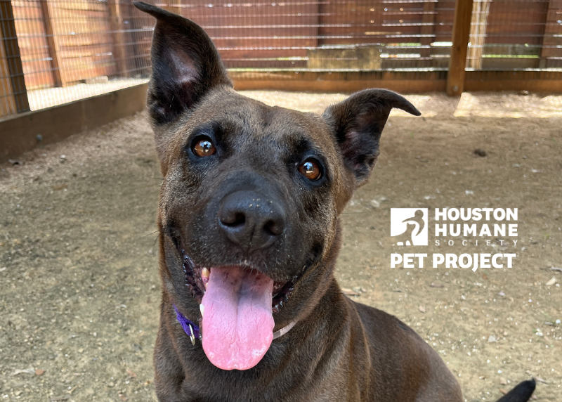 Houston Humane Society | Coco
