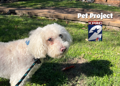 Houston Humane Society | Coco