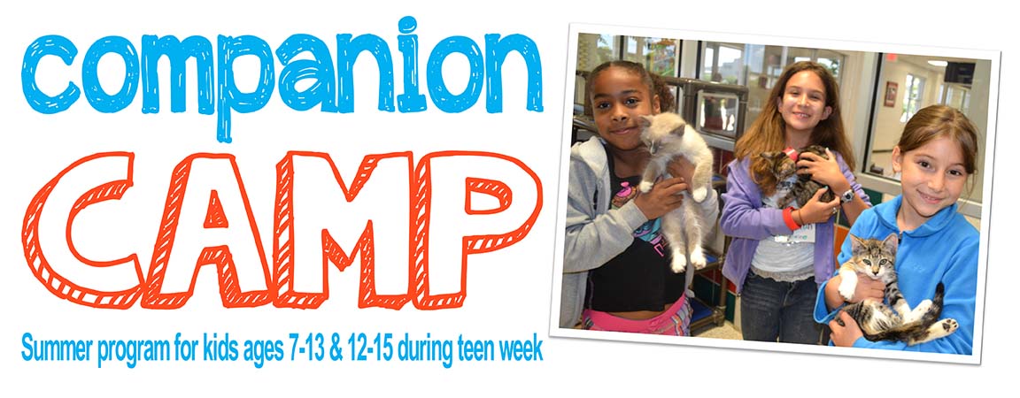 adopt a houston houston humane society pet rescue pet adoption autos post adopt a houston houston humane society pet rescue pet adoption autos post