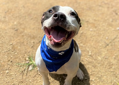Houston Humane Society | Cookie