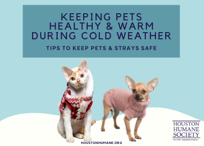 Houston Humane Society | Keeping Pets Healthy and Warm During Cold Weather
