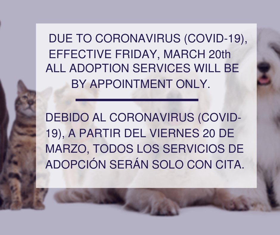 covid19adoptions