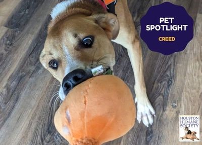 Houston Humane Society | Creed