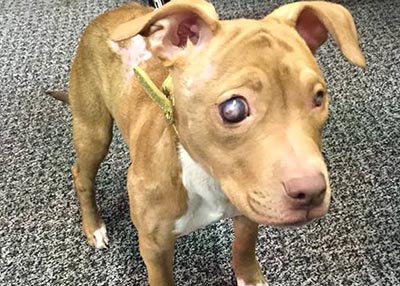 Houston Humane Society | Help Needed to Locate Suspect(s)