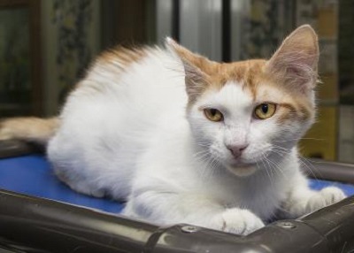 Houston Humane Society | Crispy