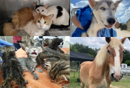 Help Support Animals from Cruelty Houston Humane Society