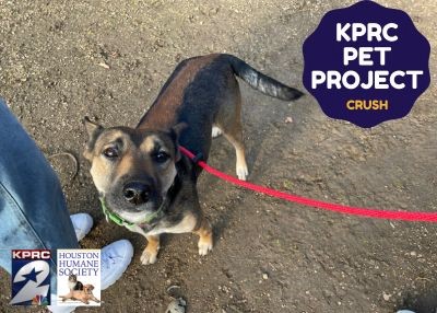 Houston Humane Society | Crush