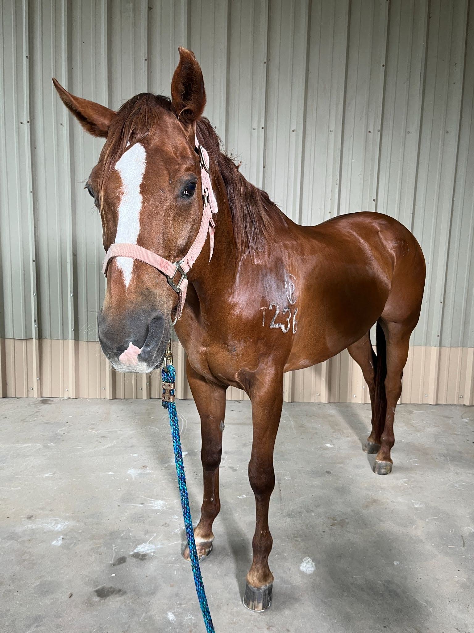 full body photo of shiny chestnut horse with white marking on her head