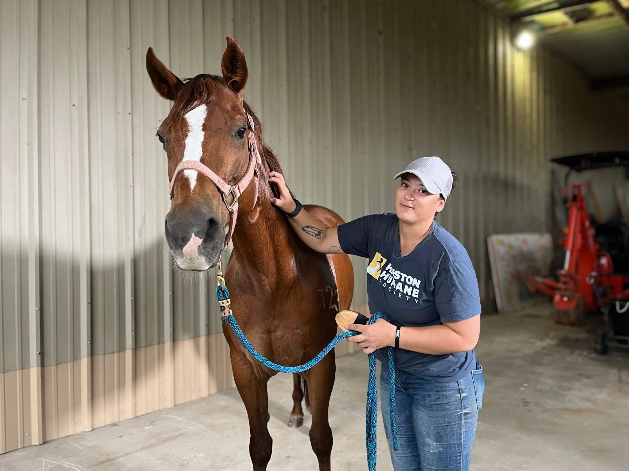 woman standing next to shiny chestnut horse with white marking on her head