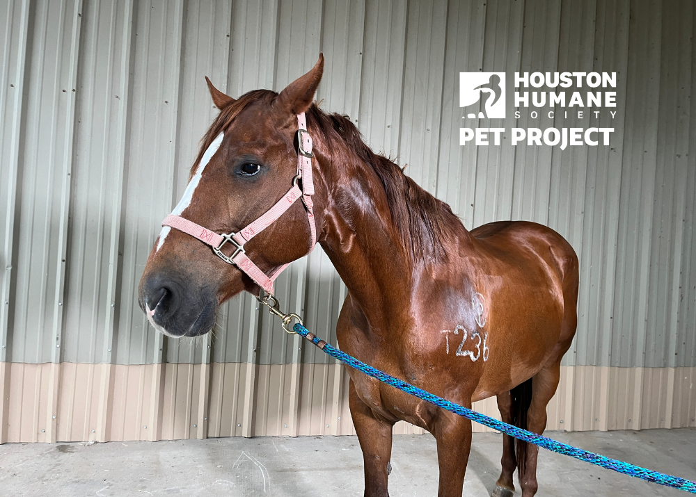 Houston Humane Society | Crystal P